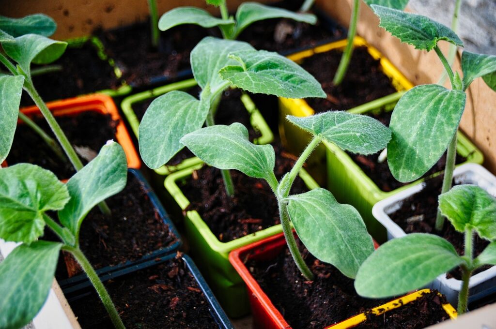 Herb and vegetable garden on a windowsill for eco-friendly home gardening.